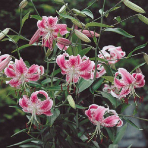 Лилия Специозум Ушида 